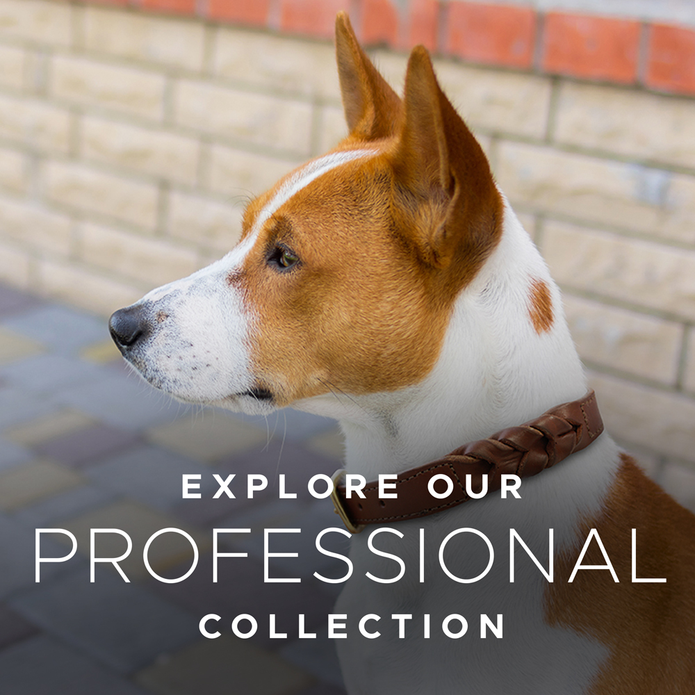 Professional sales dog collars